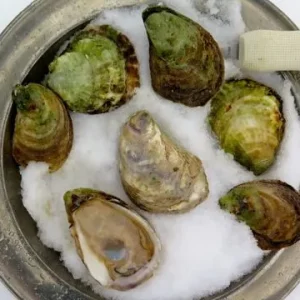 Wallace Bay Oysters