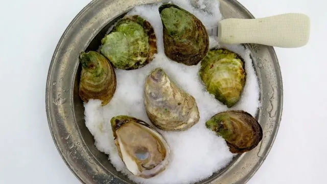 Wallace bay oysters reference to thier appearance. 