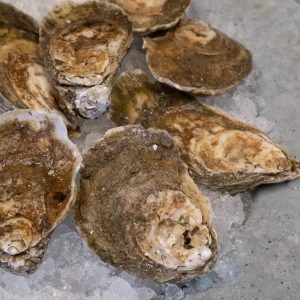 Hollywood Oysters