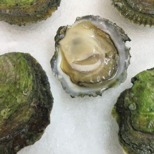 Maine Belon Oysters