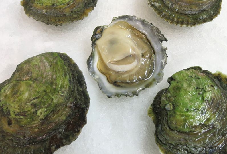 Maine Belon oysters reference picture for these beautiful oysters