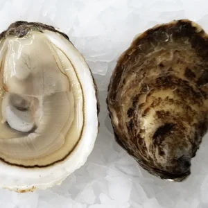 Irish Point Oysters