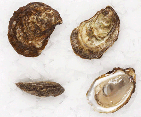 la saint simon oysters from new brunswick