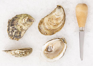 size and shape of Bagaduce oysters to be used as a reference.