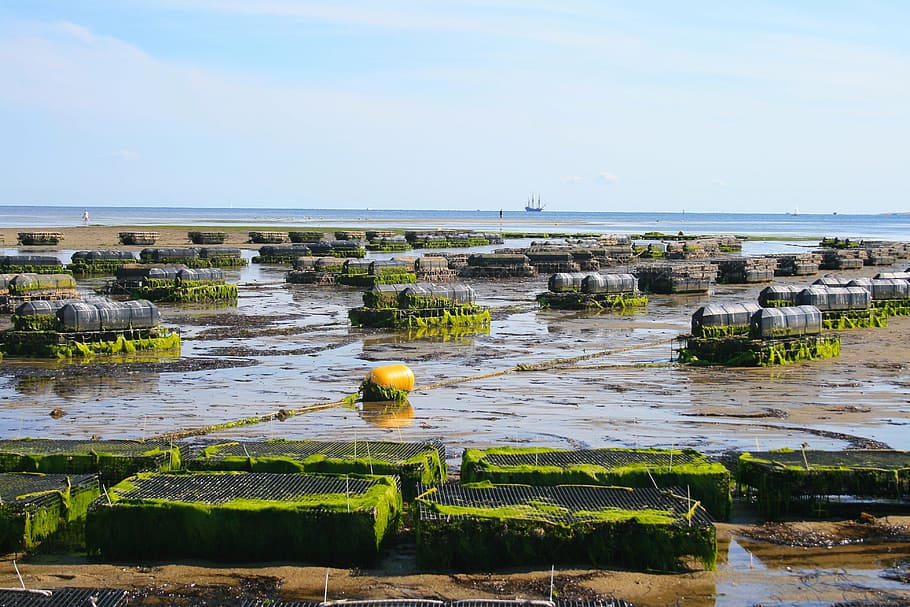 floating oyster cages in America. This is a practice of farming sustainable oysters.