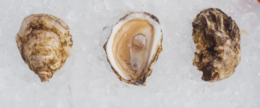 rocky nook oysters