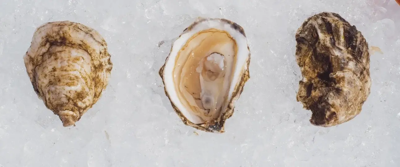 rocky nook oysters