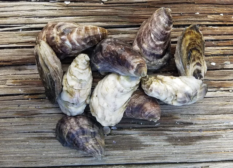 Salty Sebastian silvers oysters reference to thier appearance. 