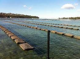 sustainable oysters in vietnam