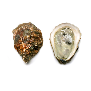Blue Point Oysters