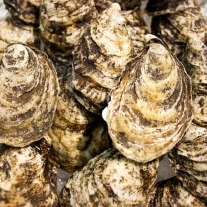Cape Spear Salt Oysters