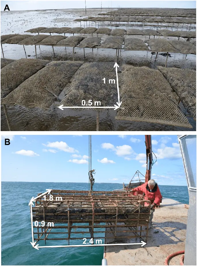 (A) Traditional intertidal oyster cultivation in plastic bags on metal trestles, and (B) the bottom cage used at the offshore experimental site.
