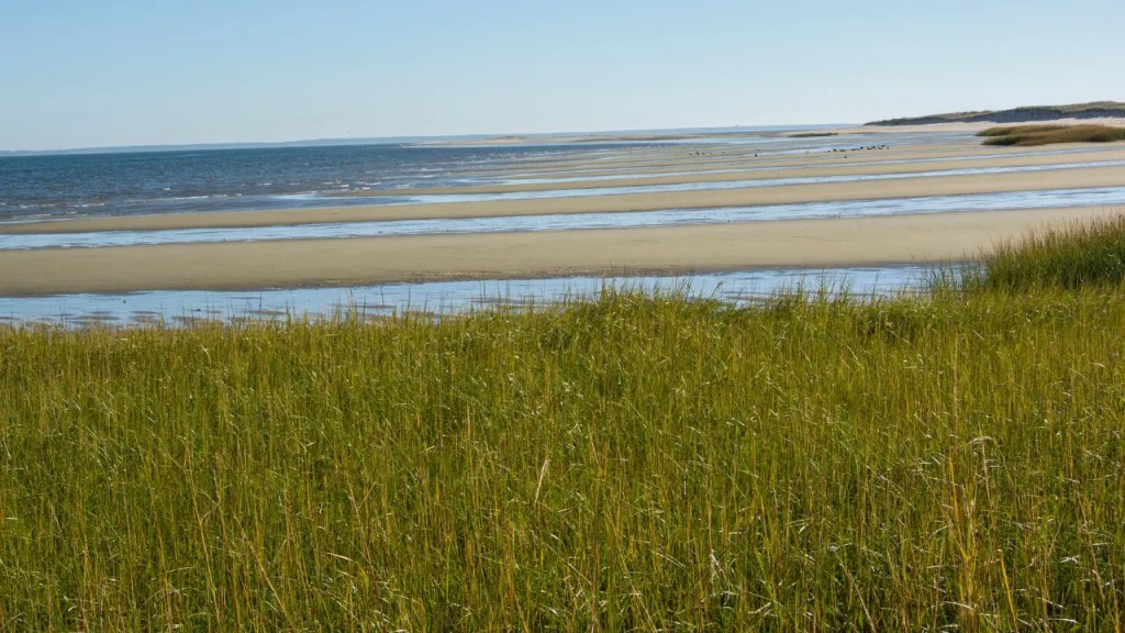 Wellfleet harbor  at low tide
