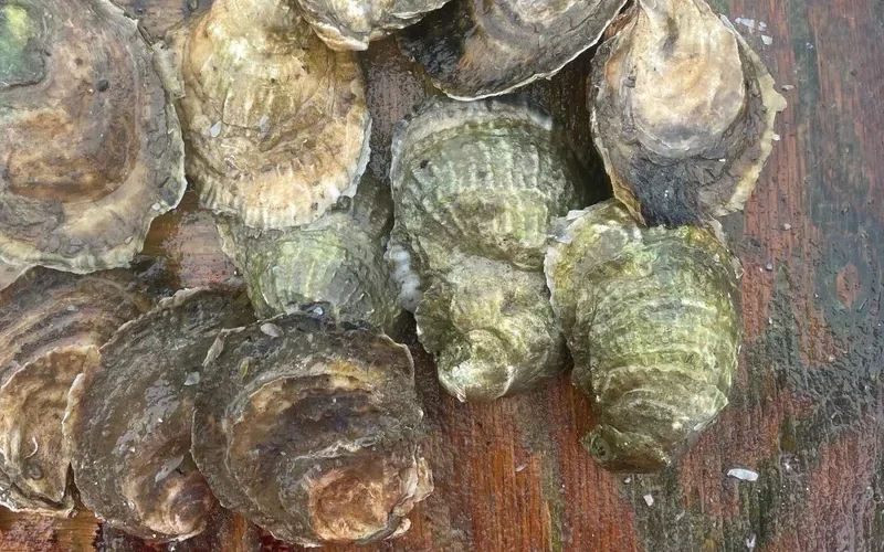 cuttyhunk oysters image reference