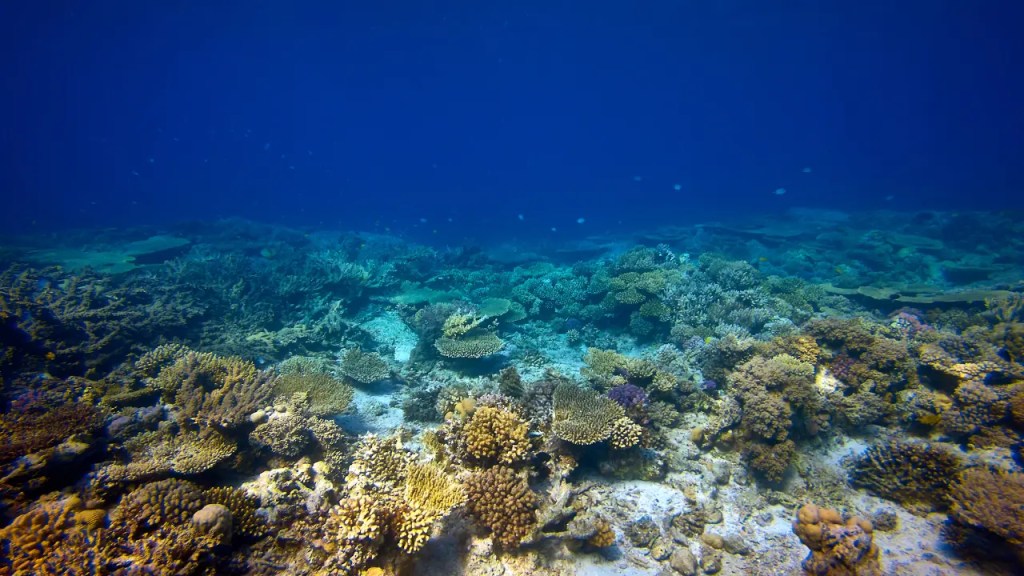 sea floor with oyster beds