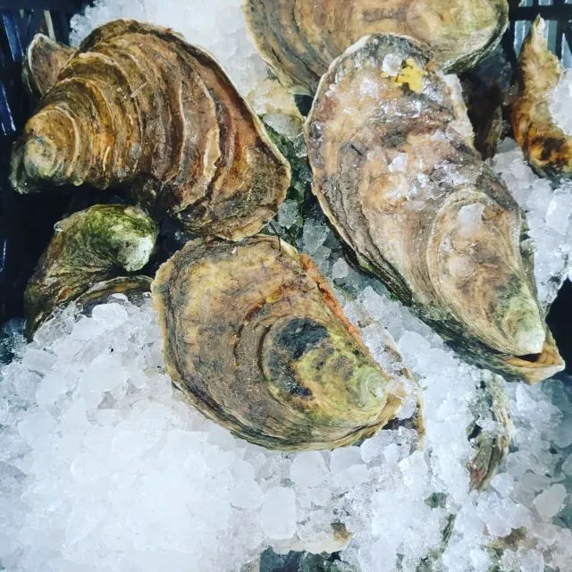 chatham oysters reference to their appearance