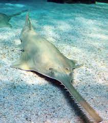 Sawfishes.