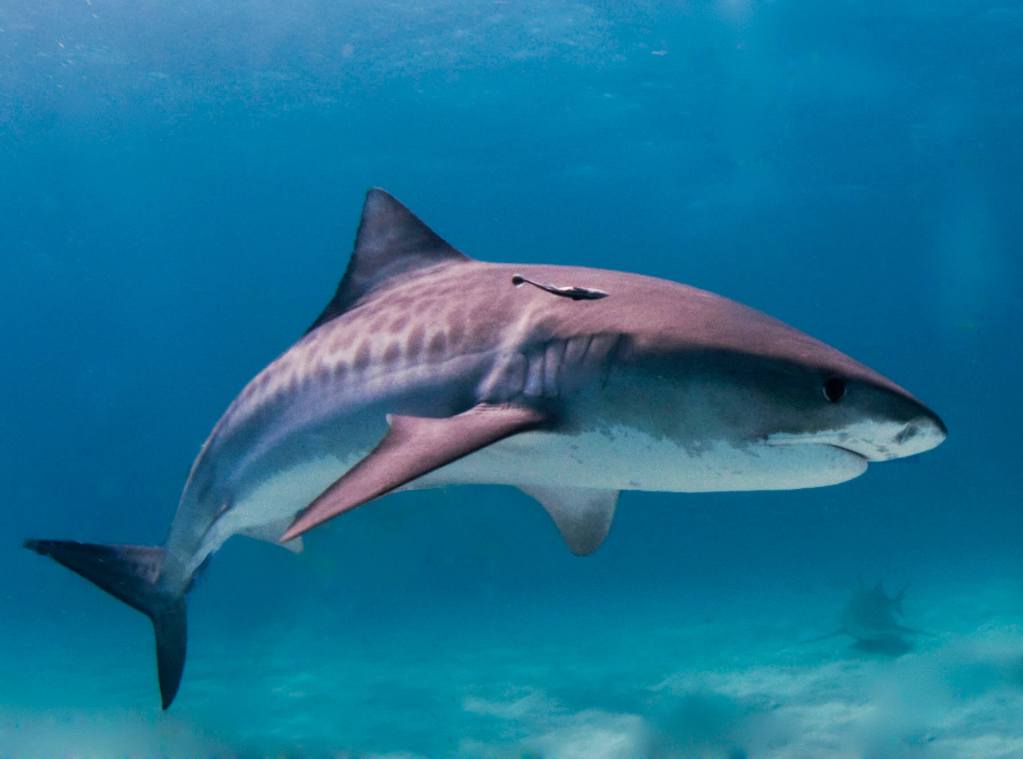 Tiger shark.