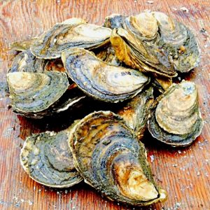 Dodge Cove Oysters