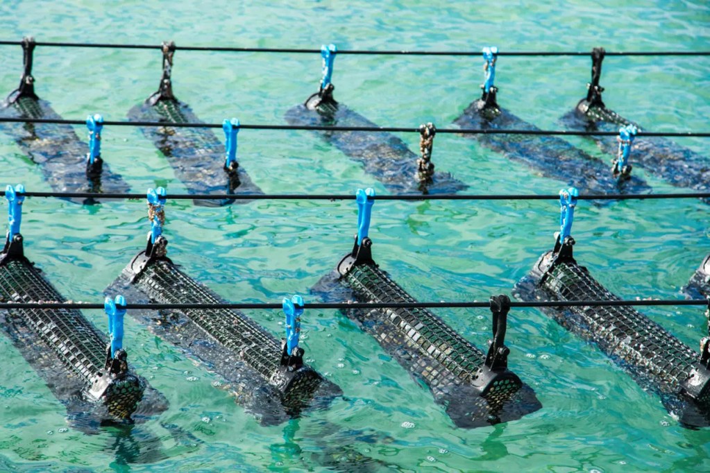 Innovation in Oyster Aquaculture Techniques. Australian floating oyster cages.
