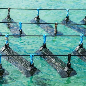 Innovation in Oyster Aquaculture Techniques