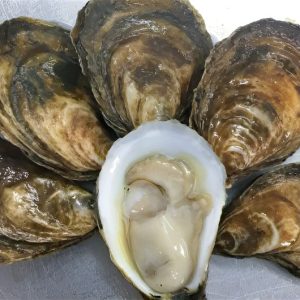 Eel Lake Oysters