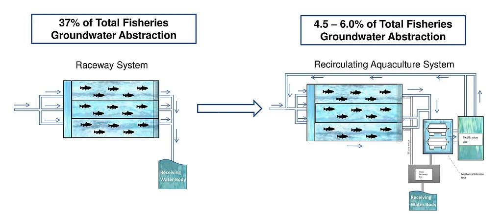 Benefits of indoor shrimp farming, shrimp aquaculture, by switching to RAS.