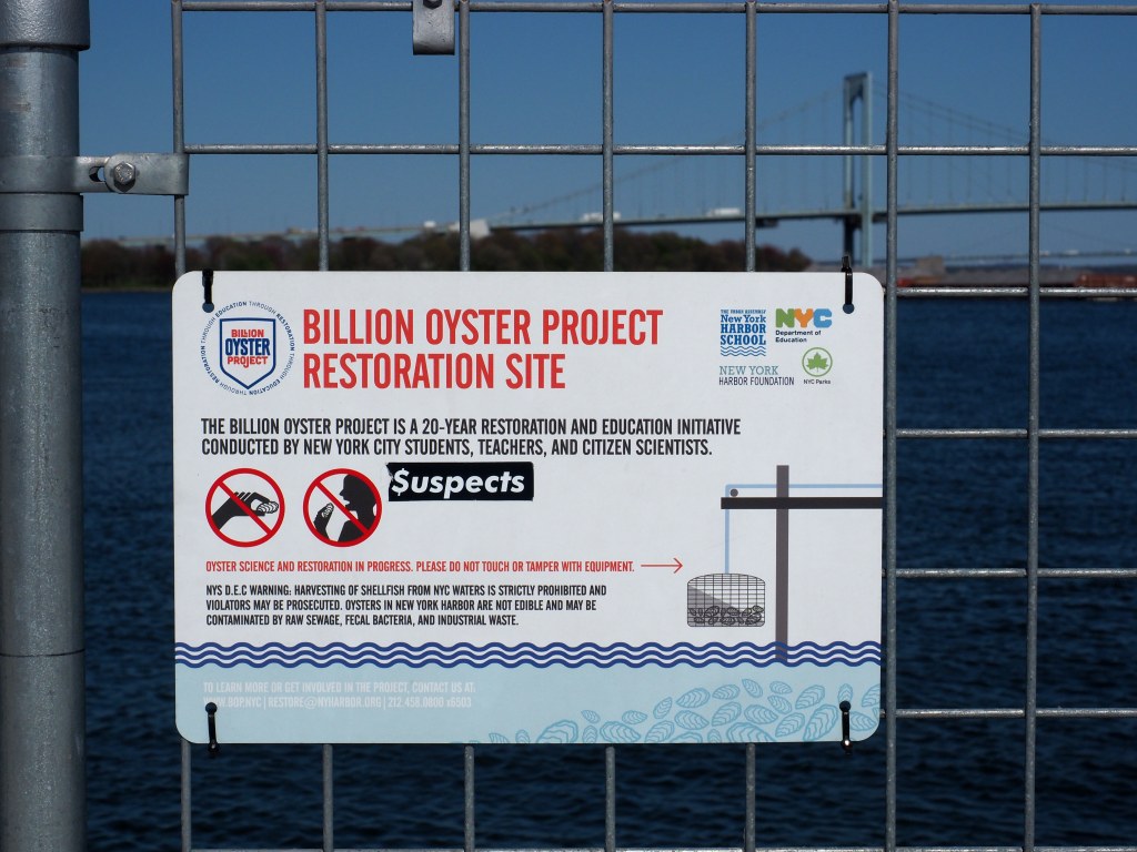Billion Oyster Project Restoration site