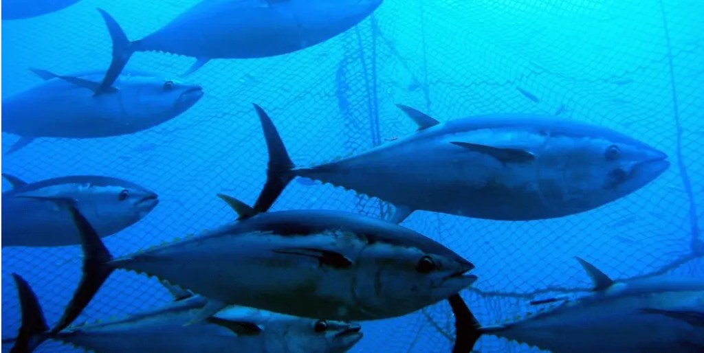 Bluefin tuna swimming in a closed ecosystem