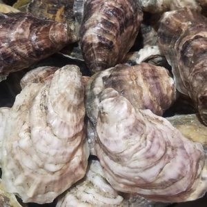 Gold Doubloon Oysters
