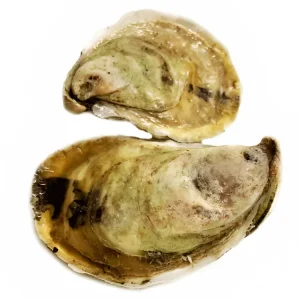 Kettle Cove Oysters