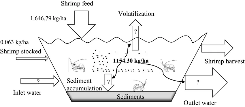 The issue with outdoor shrimp farming.  diagram of how traditional shrimp farming leaves pollution. 