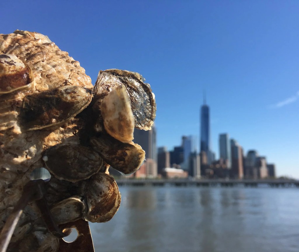 oysters and the skyline of new york taken from the hudson bay