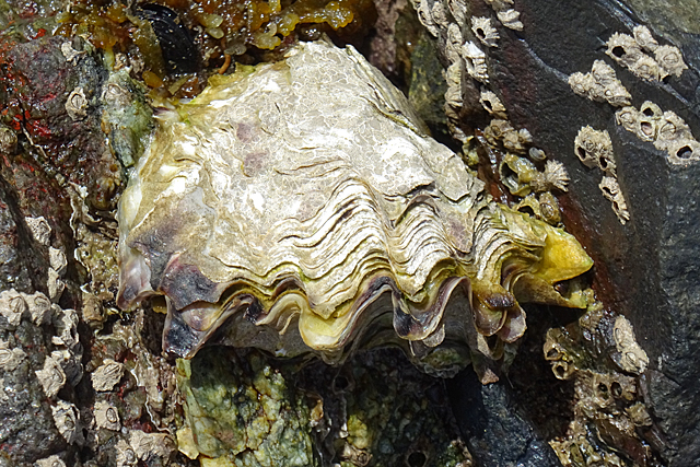 Huge Pacific Oyster. Do you only eat oysters in months that end with "r".