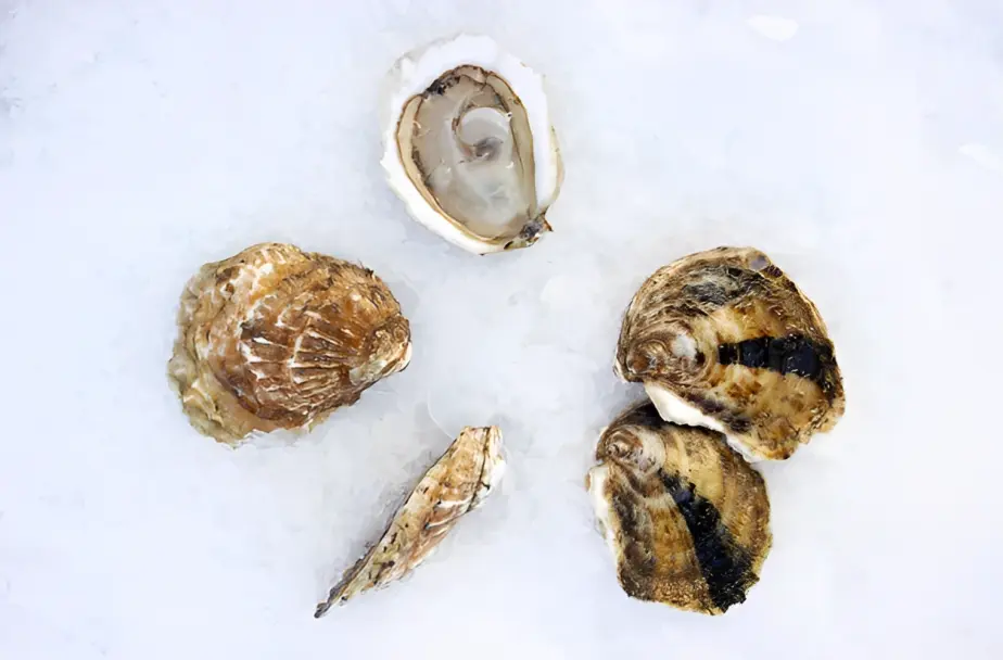Dutch island oysters reference to their appearance.