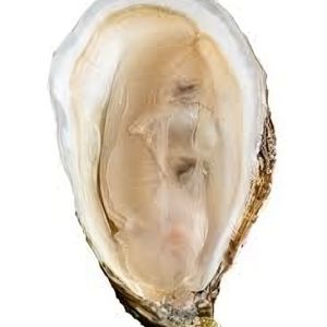 Johns River Oysters