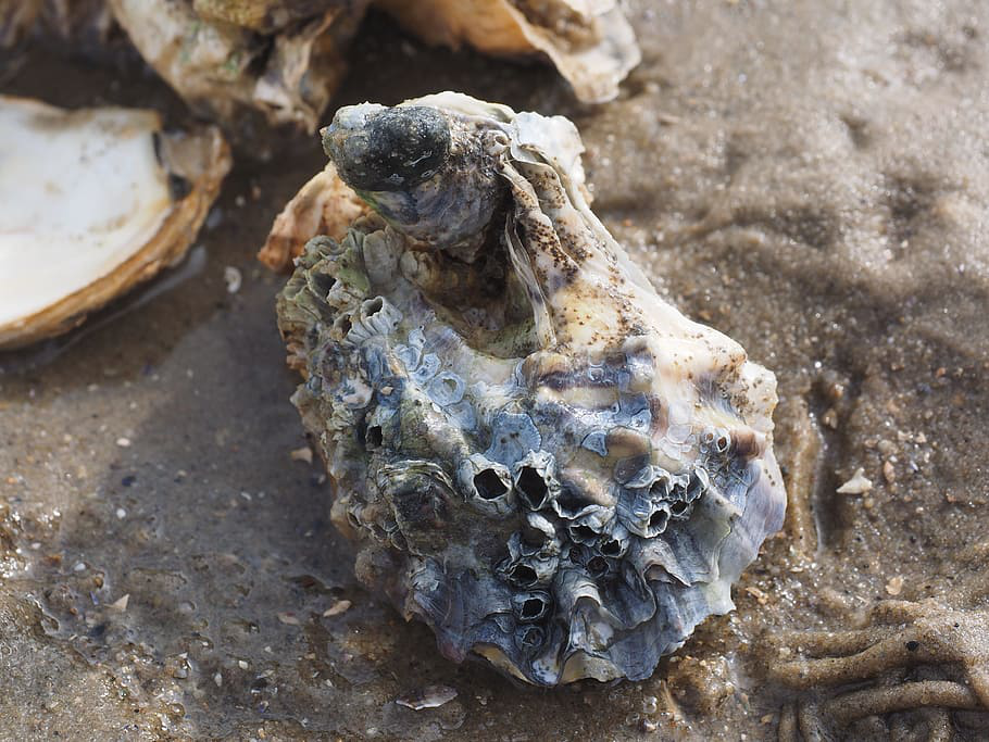 pacific oyster. How do oyster make pearls?