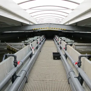 Indoor Shrimp Farming is Going to Change The Game