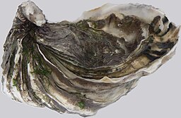 Pacific oyster image reference to oyster species