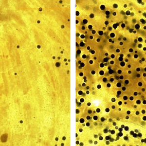 The Emergence of Dermo Disease in Oysters: Understanding the Role of Perkinsus Marinus