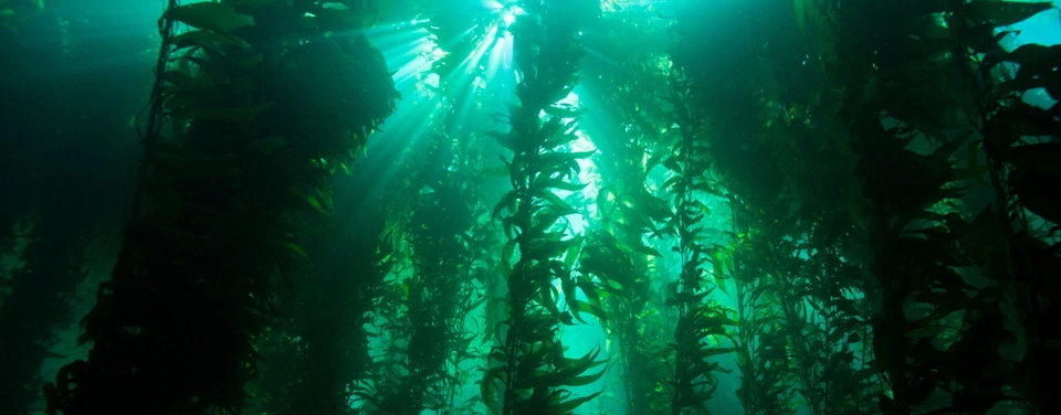 kelp forest a product of kelp farming