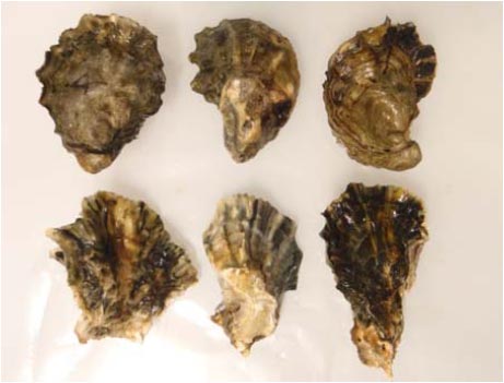 Kumamoto oyster image reference to oyster species