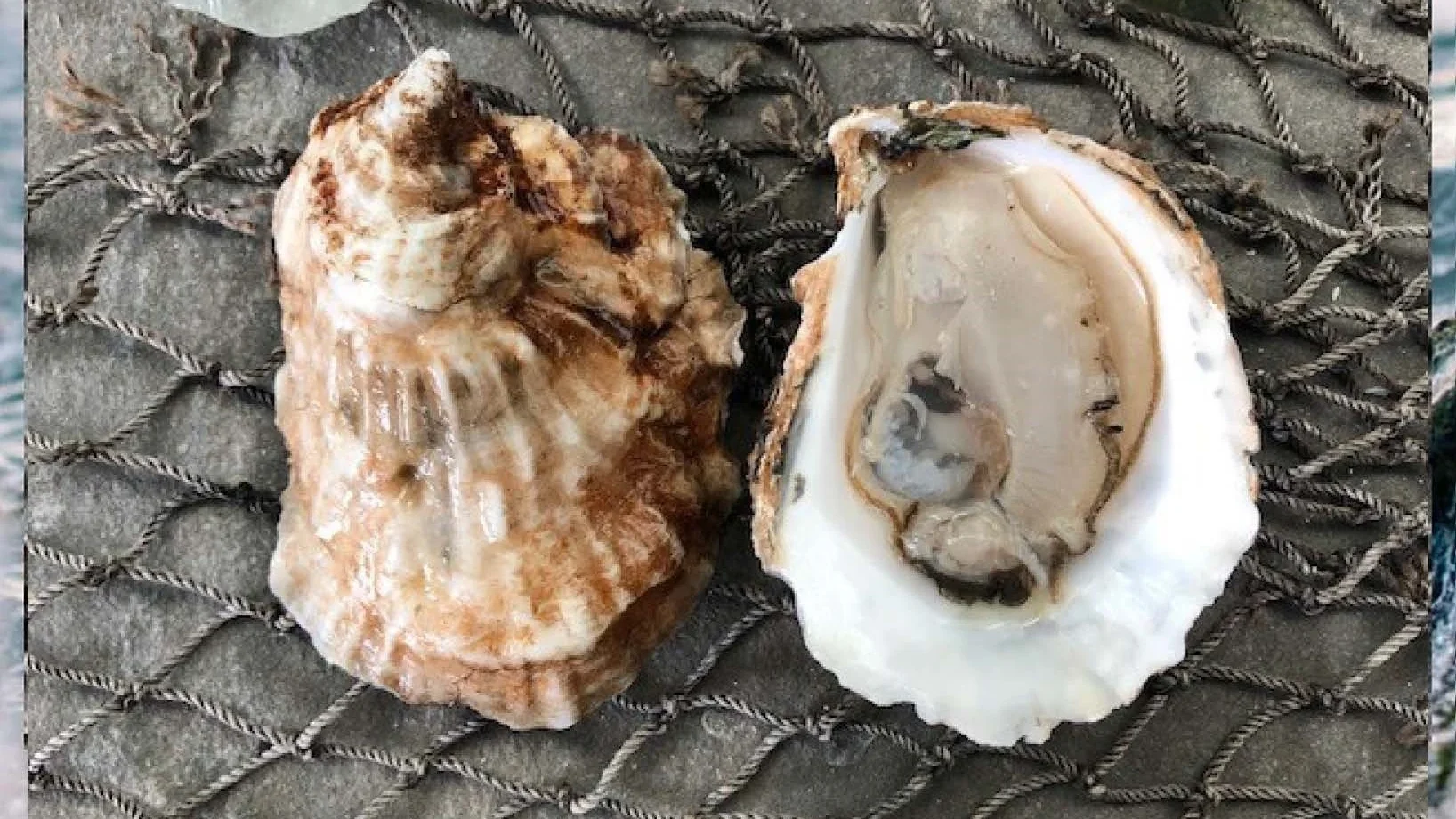 Narragansett Bay Oysters reference to their appearance.