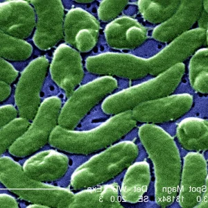 Vibrio Vulnificus, The Infectious Danger in Our Shellfish