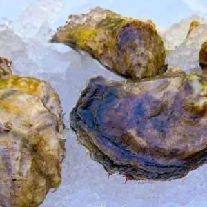Merry Oysters