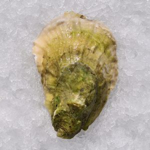 Mystic Oysters