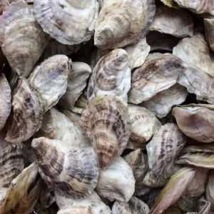 New Meadows River Oysters