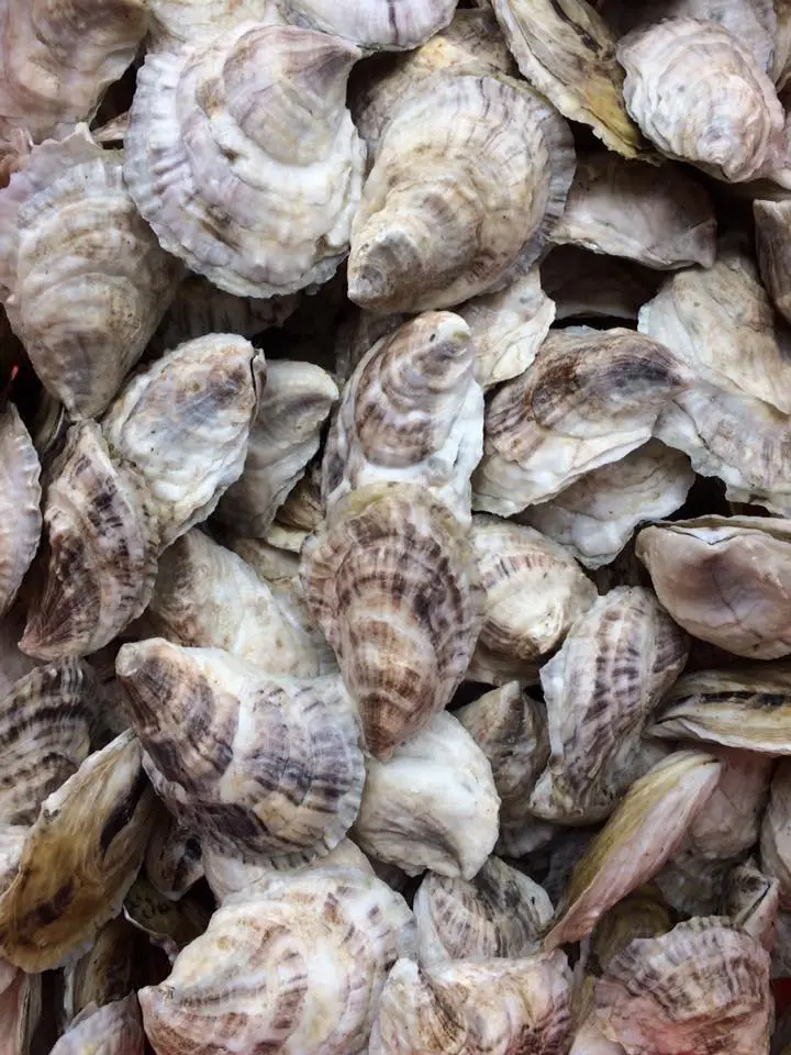 New Meadows River Oysters refrence to thier appearance