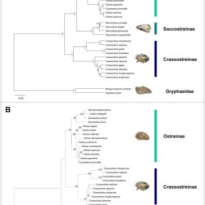 The 5 (Most Common) Oyster Species and The 200 Others You  Haven’t Heard Of