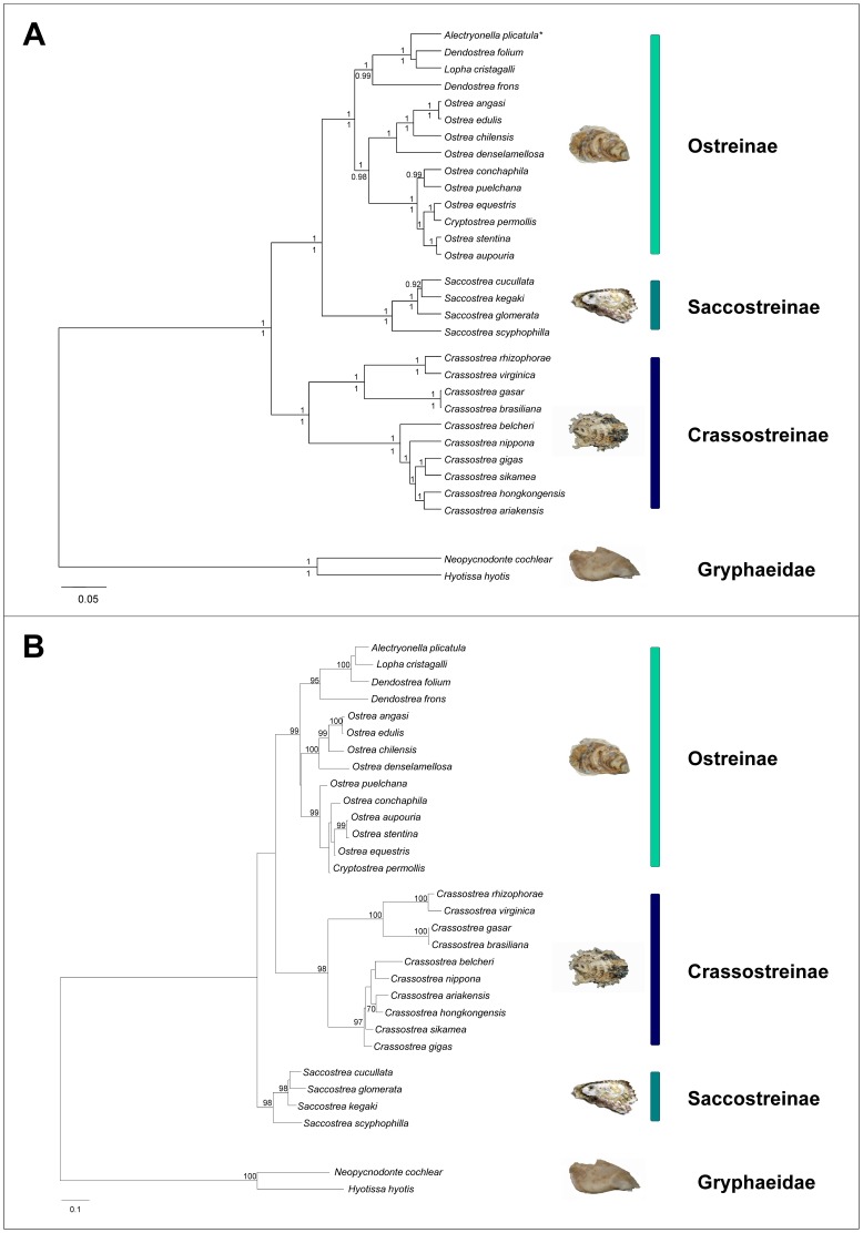 You are currently viewing The 5 (Most Common) Oyster Species and The 200 Others You  Haven’t Heard Of
